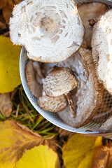 A basket with a wooden handle in which edible mushrooms lie umbrellas stands on fallen yellow leaves. Close-up.