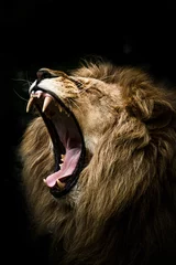 Fotobehang The Lion King Pt. 4 © Edelblicke