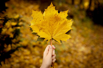 Woman hand holding bouquet of autumn yellow maple leaves while walking in city park. Autumn foliage background