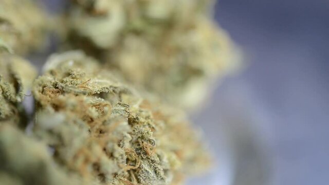 Close up macro rotating right shot of ready to smoke marjuana weed bud that were grown organically