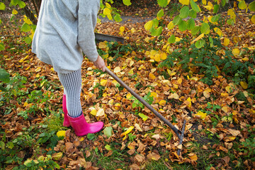 A girl in rubber boots holds a rake and rakes the fallen leaves.