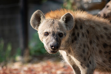 Hyena