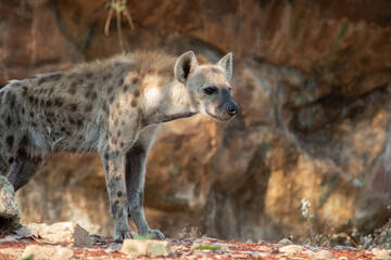 Hyena