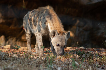 Hyena