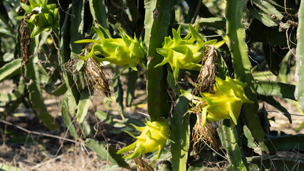 Pitaya fruit in cactus farm