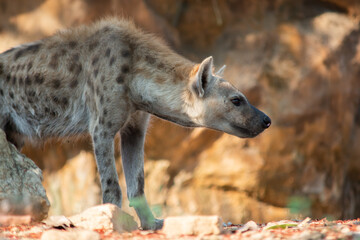 Hyena