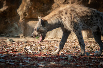 Hyena
