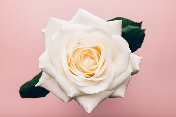Close up of beautiful big white rose on pink background, top view