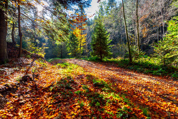 Carpathians. Autumn colorful forest.