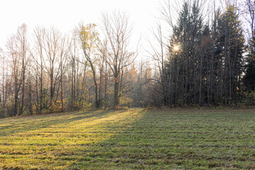 green forest at sunset sunrise sun and sunbeams