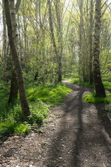 Fototapeta na wymiar Silver birch Silver birch tree and grass along sunlit path way with shadows in beautiful spring sunlighttrees in woodland
