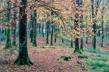 Autumn at Idless woods Cornwall England uk fall time very colourful 