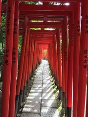 Alignement de torii au Japon