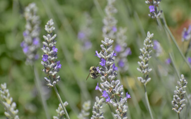 Lavender plant with a Bumble Bee and a blurred background of green foliage.