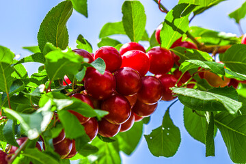 Cherry-plum tree with bright red fruits growing in the garden