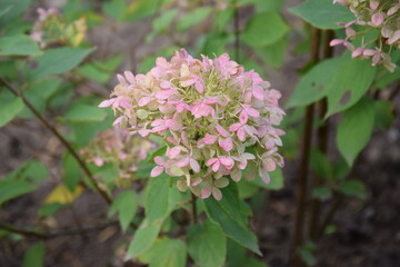 Hortensje bukietowe jesienne © Anna