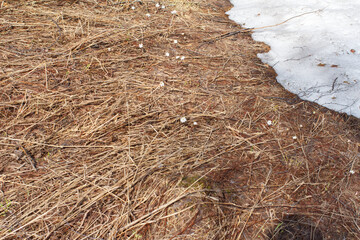 snow melts on the ground