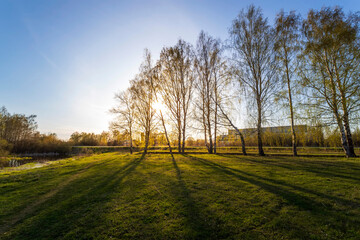 Amazing sunny morning with a birch and green grass. Beautiful spring landscape.