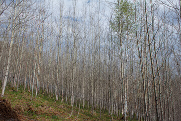 trees in the forestc. Rassypnaya mountain in Bashkortostan