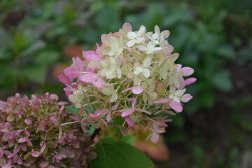 Hortensje bukietowe jesienne © Anna