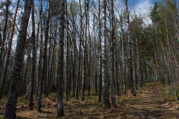 trees in the forest. Rassypnaya mountain in Bashkortostan