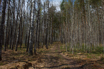 forest in spring. Rassypnaya mountain in Bashkortostan