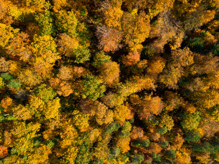 Aerial view of autumn forest. Fall landscape with red, yellow and green foliage as seen from above.