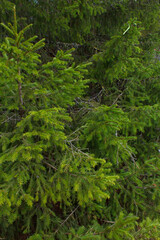 Naklejka na ściany i meble green forest background. Rassypnaya mountain in Bashkortostan
