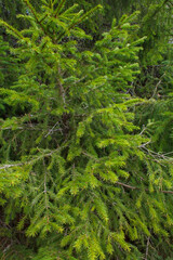 fern in the forest. Rassypnaya mountain in Bashkortostan