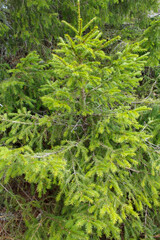 green moss on the tree. Rassypnaya mountain in Bashkortostan