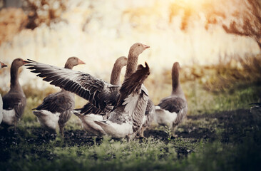 A flock of geese walks. One goose flaps its wings.