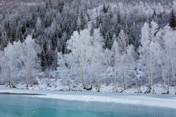 Fabulous winter landscape on the river. Trees in hoarfrost. Winter in Russia, Altay. Christmas card. New Year.