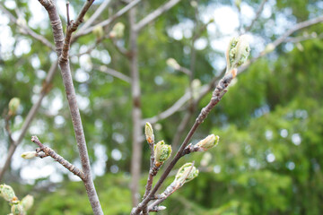 buds of a tree. Rassypnaya mountain in Bashkortostan