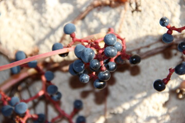fruits de vigne vierge servant de nourriture aux oiseaux