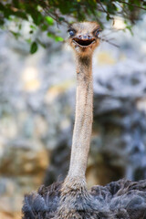 close up to the face of ostrich and blurred background