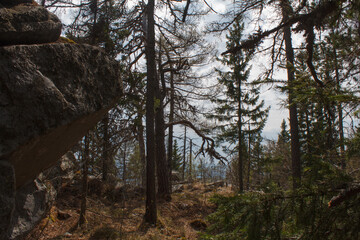 trees in the forest. Rassypnaya mountain in Bashkortostan