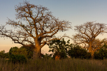 Arboles baobab, en los alrededores de la ciudad de Soma, en el centro de Gámbia