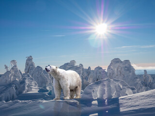 Eisbär in der Arktis Klimawandel Erderwärmung