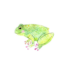 Green frog isolated on white. Watercolor illustration.