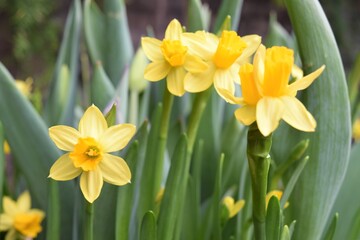 Obraz premium Blooming Yellow Daffodil Flower at a Botanic Garden