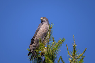 Geranoaetus melanoleucus australis