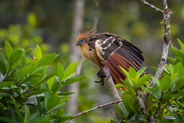 Opisthocomus hoazin
