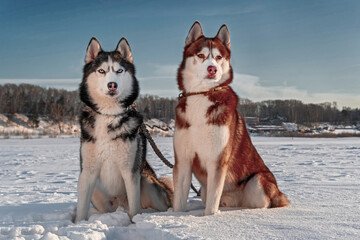 Siberian husky dogs on the background of winter landscape. Husky sitting on the snow, sunny background, blue sky, snow field © Konstantin