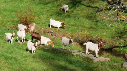 Ziegenherde auf dem s.g. Ziegenpfad Wanderweg bei Forbach, Murgtal, Baden-Württemberg