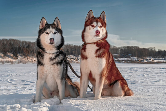 Siberian husky dogs on the background of winter landscape. Husky sitting on the snow, sunny background, blue sky, snow field