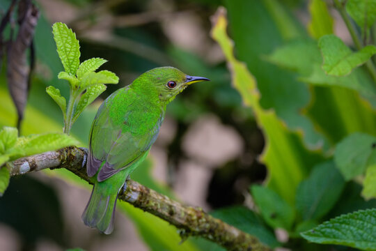 Chlorophanes spiza caerulescens