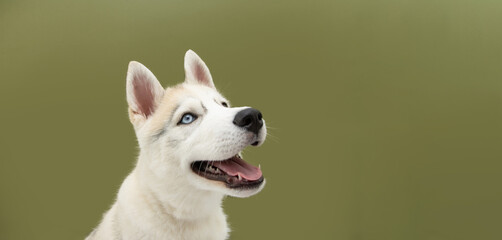 Portrait siberian puppy dog looking sideways. Isolated colored green background.