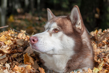 Husky dog in pile of yellow leaves.