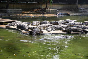 Naklejka na ściany i meble Brown crocodile lying sunbathe on the ground beside the pool.