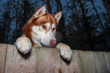 Dog looking over fence. Dog peering over wooden fence. © Konstantin